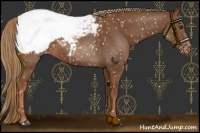 Horse Color:Chestnut Snowcap 