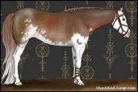 Horse Color:Liver Chestnut Sabino Splash