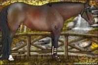 Horse Color:Bay Appaloosa 
