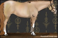 Horse Color:Chestnut Pearl