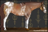 Horse Color:White Spotted Chocolate Buckskin Appaloosa