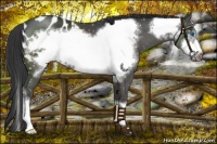 Horse Color:Black Frame Appaloosa 
