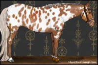 Horse Color:Silver Bay Near Leopard