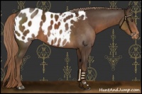 Horse Color:Liver Chestnut Appaloosa 