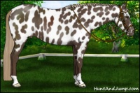 Horse Color:Liver Chestnut Near Leopard 