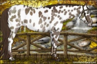 Horse Color:Liver Chestnut Appaloosa Rabicano