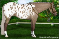 Horse Color:Chocolate Silver Brown Dun Appaloosa 