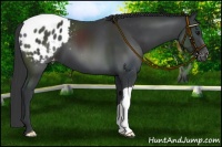 Horse Color:Black Appaloosa 