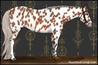 Horse Color:Silver Bay Near Leopard 