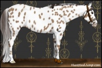 Horse Color:Classic Champagne Appaloosa 