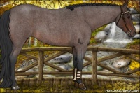 Horse Color:Brown Roan