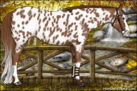 Horse Color:Red Roan Splash Near Leopard