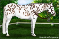 Horse Color:Silver Brown Sabino Splash Near Leopard 