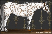 Horse Color:Bay Dun Leopard 