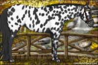 Horse Color:Black Near Leopard