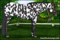 Horse Color:Black Near Leopard 