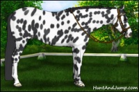 Horse Color:Black Appaloosa