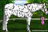 Horse Color:Black Appaloosa