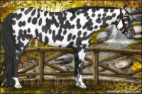 Horse Color:Black Near Leopard 