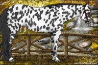 Horse Color:Black Appaloosa Rabicano 