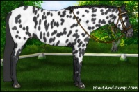 Horse Color:Black Appaloosa