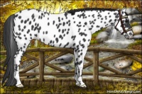 Horse Color:Black Near Leopard 