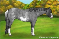 Horse Color:White Spotted Blue Roan Splash Frame Varnish