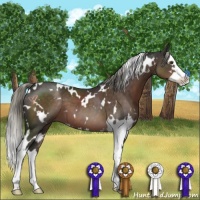 Horse Color:White Spotted Liver Chestnut Sabino Splash