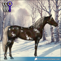Horse Color:White Spotted Midnight Chocolate Palomino Mushroom 