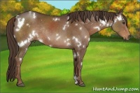 Horse Color:White Spotted Liver Chestnut Rabicano 