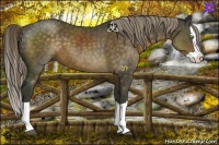 Horse Color:Chocolate Palomino Splash
