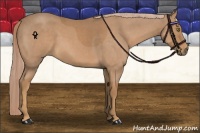 Horse Color:Palomino Roan 