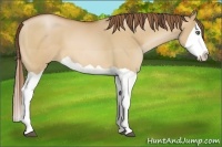 Horse Color:Bay Pearl Dun Splash 