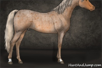 Horse Color:Chocolate Palomino Roan 