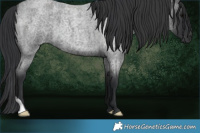 Horse Color:Blue Roan 