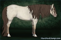 Horse Color:Classic Champagne Roan Dun 