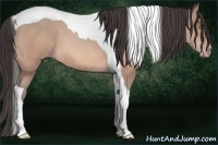 Horse Color:Amber Champagne Tobiano 