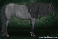 Horse Color:Blue Roan 