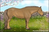 Horse Color:Chocolate Palomino 