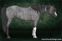 Horse Color:Smoky Blue Roan 