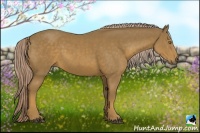 Horse Color:Chocolate Palomino 