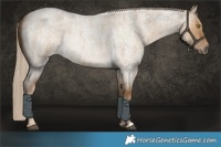 Horse Color:Chocolate Palomino Roan Dun