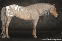 Horse Color:Chocolate Palomino Roan Appaloosa 