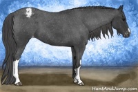 Horse Color:Blue Roan Varnish 