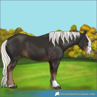 Horse Color:Liver Chestnut Mushroom Sabino 