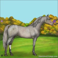 Horse Color:Chocolate Palomino Roan Appaloosa