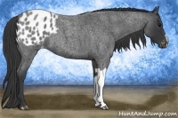 Horse Color:Blue Roan Appaloosa