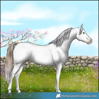 Horse Color:Gray White Spotted Liver Chestnut Pearl Tobiano Appaloosa 