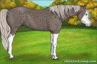 Horse Color:Silver Black Splash 