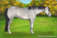 Horse Color:Blue Onyx Ice 